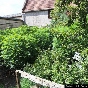 JEZT - Cannabispflanzen in Bad Klosterlausnitz - Foto der LPI Jena 2014