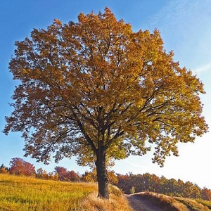 JEZT - Die Trauben-Eiche - Quercus petraea - Foto © Andreas Rohloff