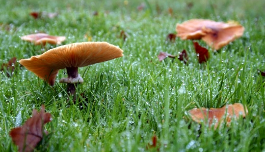 JEZT - Pilze auf gruener Wiese - Foto © Nabu Seeheim