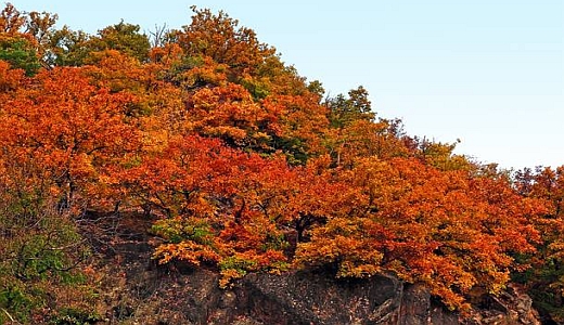 JEZT - Trauben-Eichen im Herbst - Foto © Andreas Rohloff