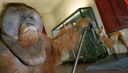 JEZT - Dieser praeparierte Orang-Utan gehoert zu den wichtigsten Exponaten der neuen Sonderausstellung im Phyletischen Museum - Foto © FSU Kasper