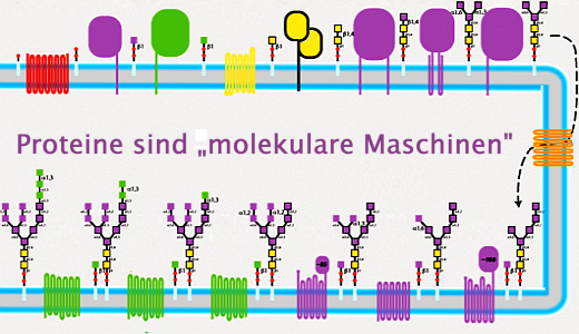JEZT - Proteine sind molekulare Mschinen - Tafel © MediaPool Jena
