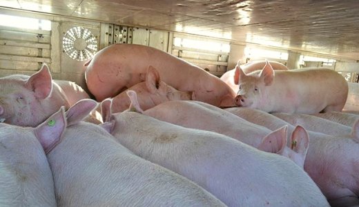 JEZT - Ganze 70 Schweine zuviel hatte ein Tiertransporter geladen den die Autobahnpolizei bei Hermsdorf aus dem Verkehr zog - Bildquelle AP Thüringen