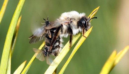 JEZT - Paarung von Stylops ovinae. Zwei Männchen konkurrieren um ein im Hinterleib der Weidensandbiene steckendes Weibchen - Foto © Wolfgang Rutkies Osnabrück