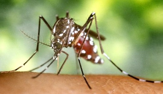 JEZT - Die Asiatische Tigermücke - Aedes albopictus - Foto © M Jelcic