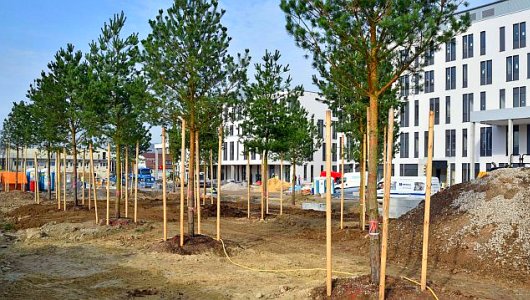 JEZT - Die ersten Bäume rund um den Neubau des Uniklinikums sind gepflanzt. - Foto © UKJ Szabo