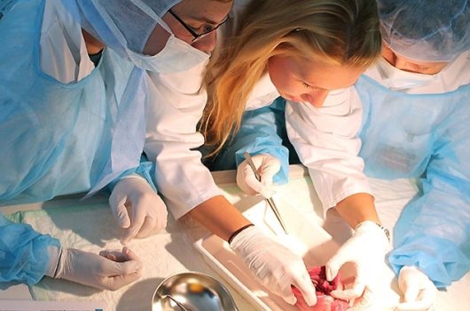 JEZT - Auch als Herzchirurgen können sich die Teilnehmer im Schülerlabor versuchen. - Foto © UKJ  Hoffmann
