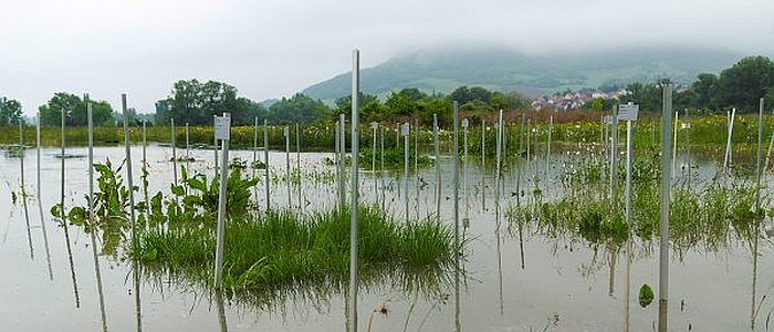 jezt-beim-hochwasser-im-juni-2013-trat-die-saale-ueber-die-ufer-und-ueberschwemmte-die-oekologischen-freilandversuchsflaechen-des-jena-experiments-foto-victor-malakhov-fsu