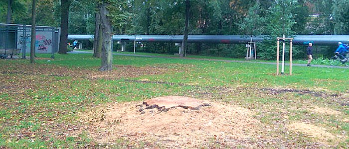 jezt-diese-buche-im-jenaer-paradiespark-musste-aus-sicherheitsgruenden-gefaellt-werden-foto-bastian-stein