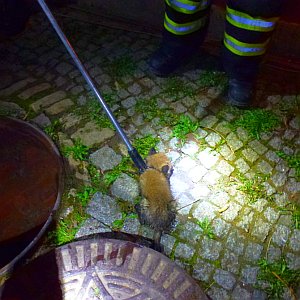 Durch Einleitung von Löschwasser wurde der Jungfuchs aus dem Rohr hinaaus gespült. Foto © Feuerwehr Jena