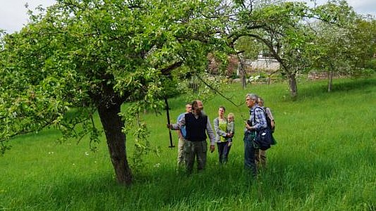 An Apfelbäumen wie diesem können die Teilnehmer des Obstbaumschnittkurses ihre Kenntnisse erproben. - Foto © Bürgerstiftung Jena